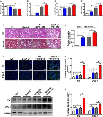 DsbA-L Ameliorates Renal Injury Through the AMPK/NLRP3 Inflammasome Signaling Pathway in Diabetic Nephropathy